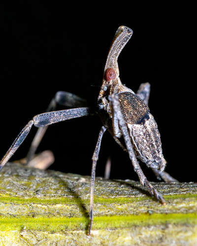 Almana longipes