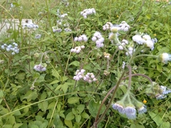 Ageratum conyzoides