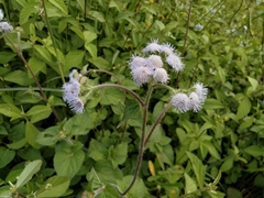 Ageratum conyzoides