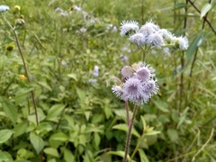 Ageratum conyzoides