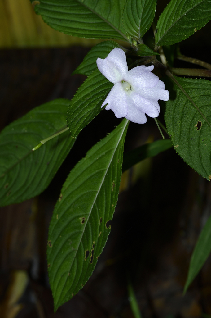 Impatiens hawkeri (Impatiens hawkeri)