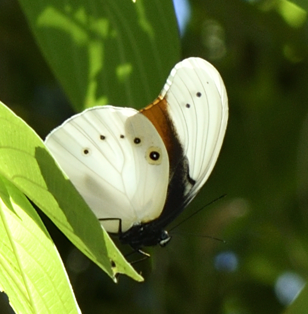 Taenaris schoenbergi (Taenaris schoenbergi)
