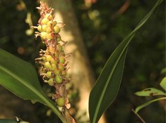 Alpinia stachyodes
