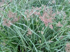 Cyperus
