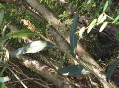 Alpinia stachyodes