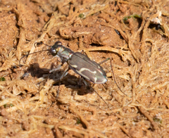 Cicindela tenuisignata