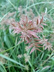 Cyperus