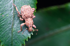 Anomalodermus flexuosocostatus