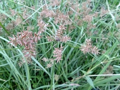 Cyperus