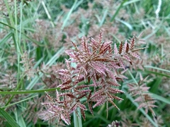 Cyperus