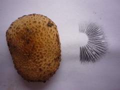 Lacrymaria asperospora