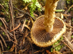 Lacrymaria asperospora