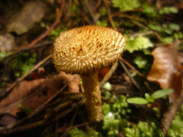 Lacrymaria asperospora image