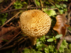 Lacrymaria asperospora