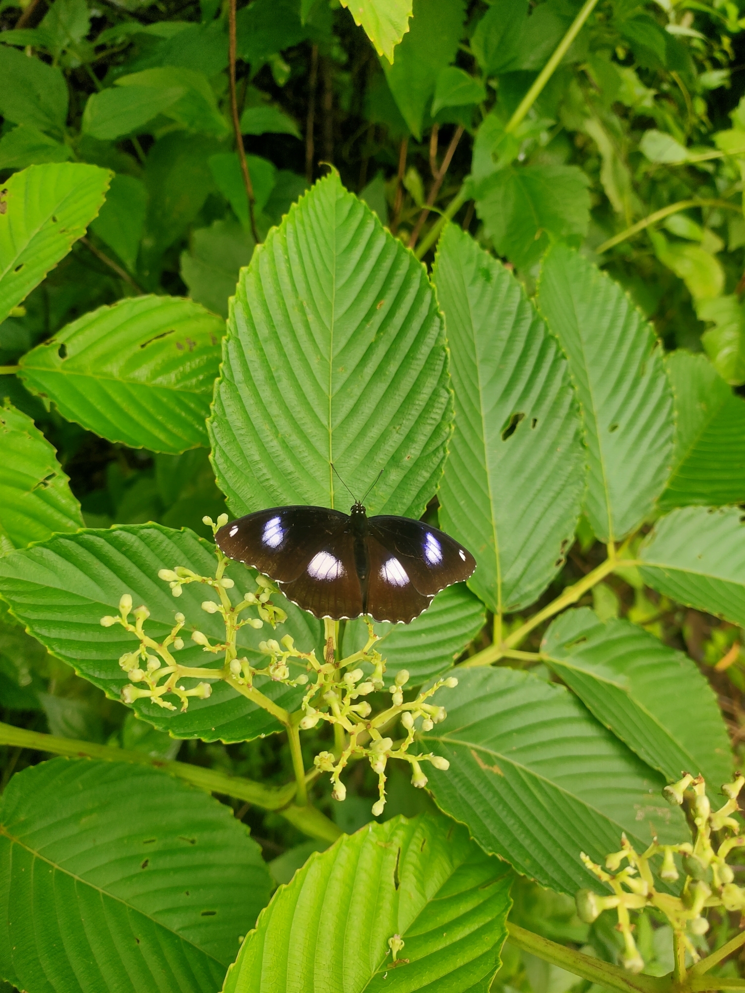 Great Eggfly