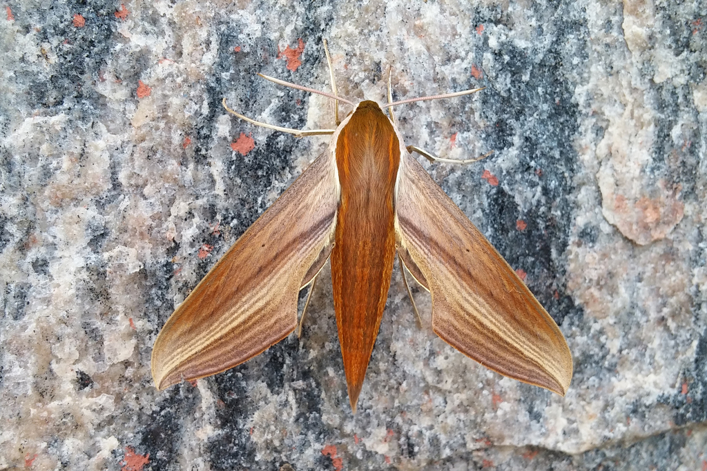 Tersa sphinx (Xylophanes tersa)