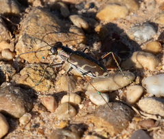 Cicindela tenuisignata