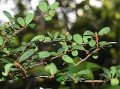 Phyllanthus cochinchinensis