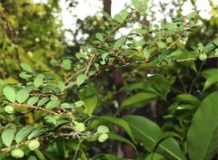 Phyllanthus cochinchinensis