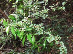 Phyllanthus cochinchinensis