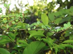 Phyllanthus cochinchinensis