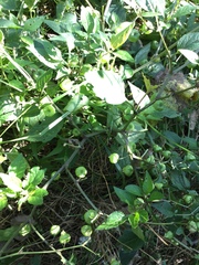 Physalis longifolia
