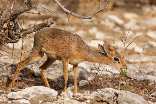 Damara Dik-dik