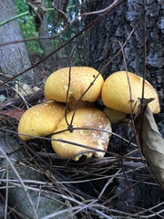 Gymnopilus junonius