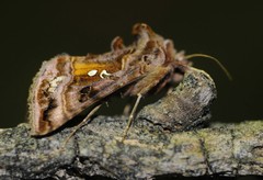 Autographa pulchrina