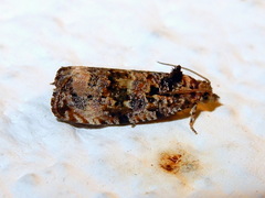 Endothenia