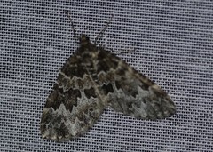 Electrophaes corylata