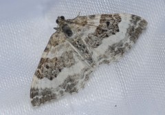 Epirrhoe rivata
