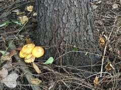 Gymnopilus junonius