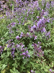 Nepeta racemosa racemosa
