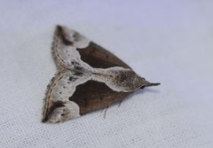 Hypena crassalis