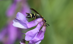 Symmorphus allobrogus