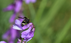 Symmorphus allobrogus