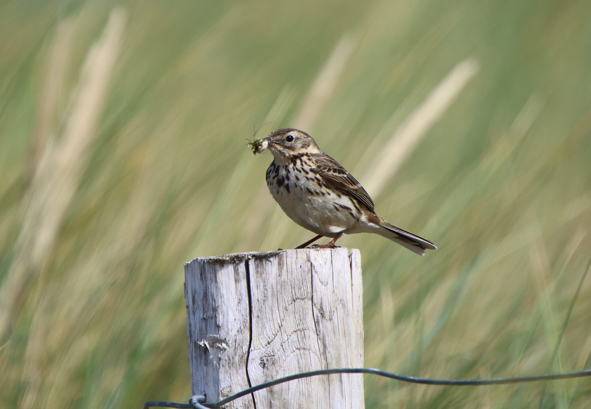 Meadow Pipit