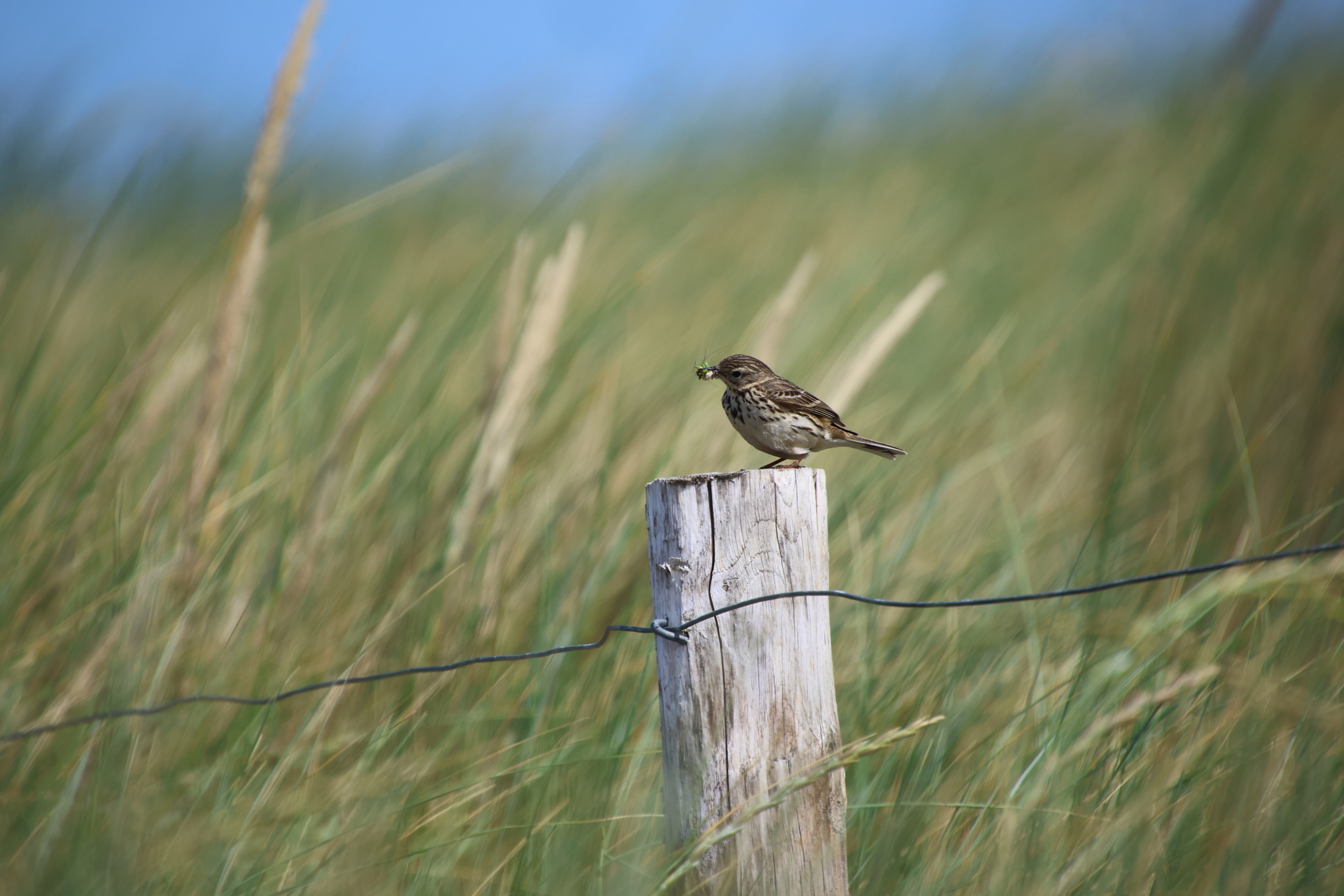 Meadow Pipit