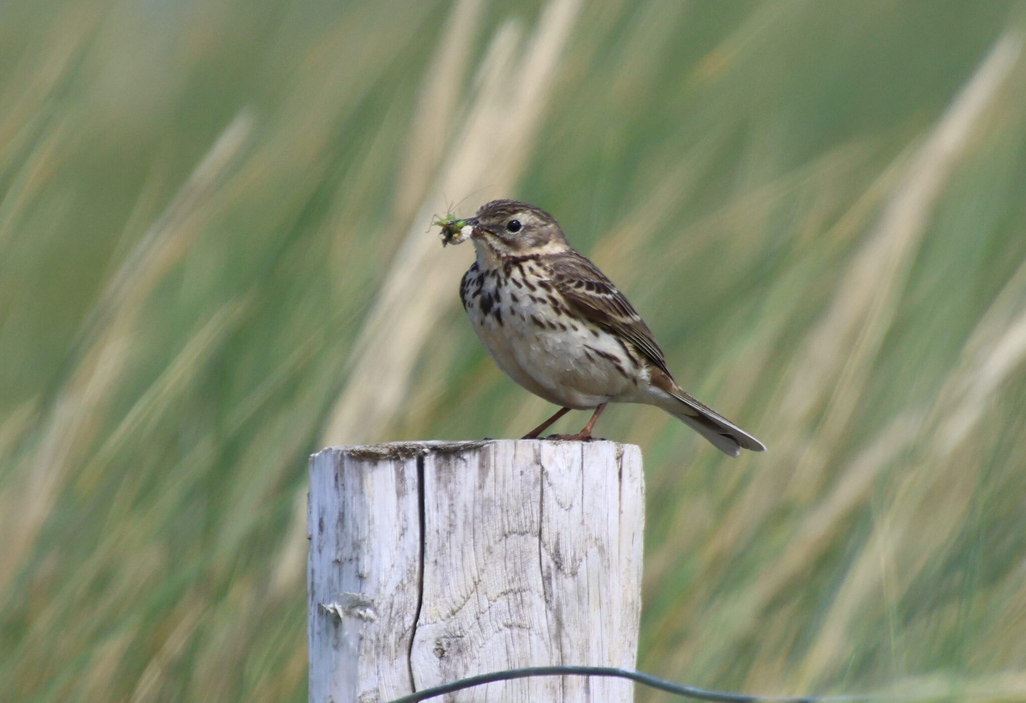 Meadow Pipit