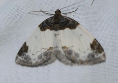 Mesoleuca albicillata