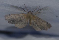 Odontopera bidentata