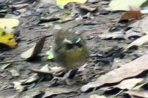 Yellow-throated Scrubwren illustration