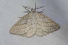 Perconia strigillaria