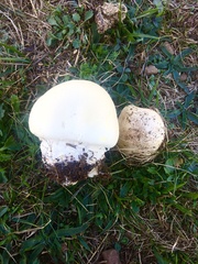 Agaricus urinascens