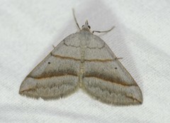 Scotopteryx