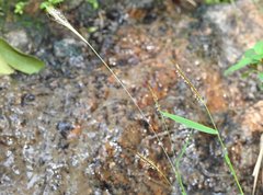 Pogonatherum crinitum