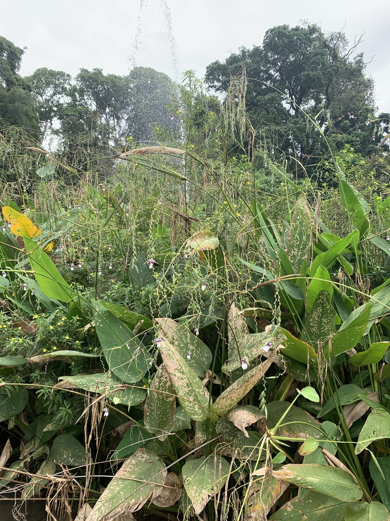 Bent Alligator-Flag (Thalia geniculata)