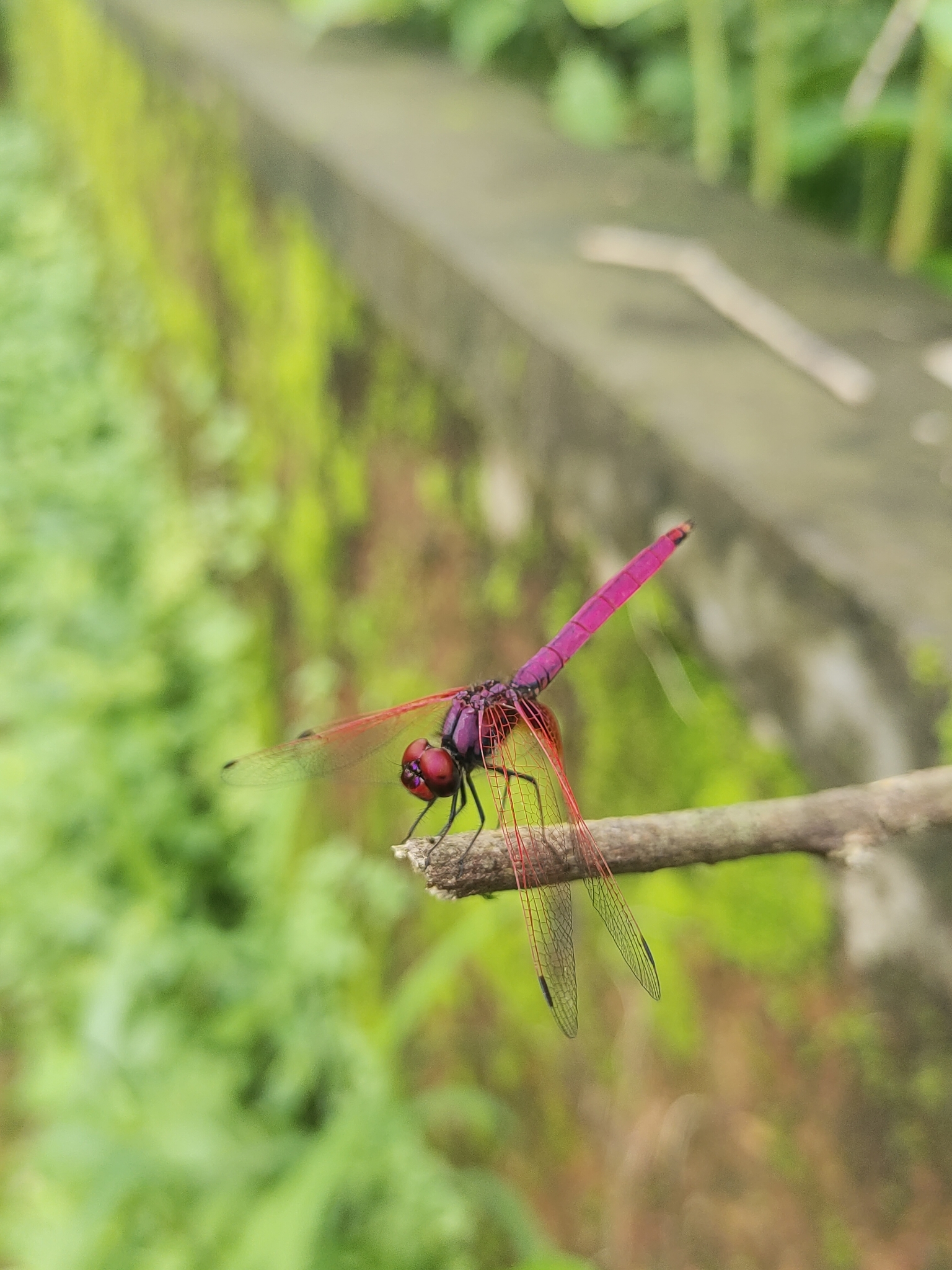 Crimson Marsh Glider