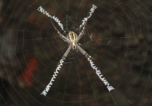 Saint Andrew's Cross Spider photo 6